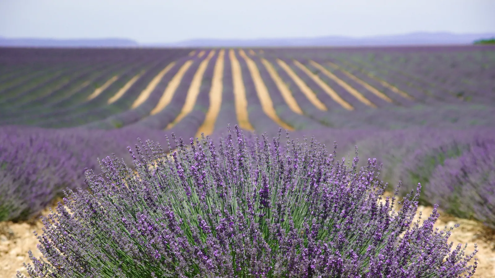 Photograph of a field of blooming lavender wallpaper HD 4K for desktop