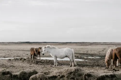 Icelandic horses on a wild plain wallpaper HD 4K for desktop