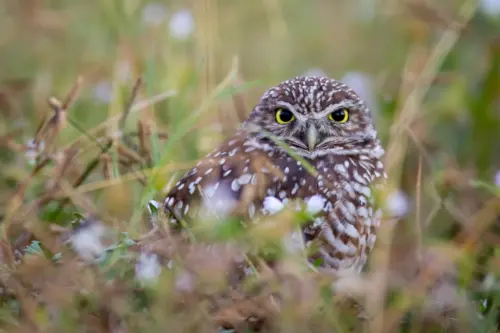 Burrowing owl with a piercing gaze wallpaper HD 4K for desktop