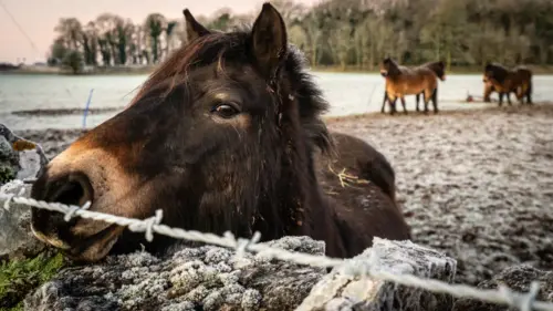 Black horse in a winter landscape