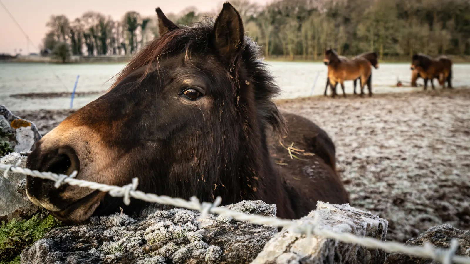 Black horse in a winter landscape wallpaper HD 4K for desktop