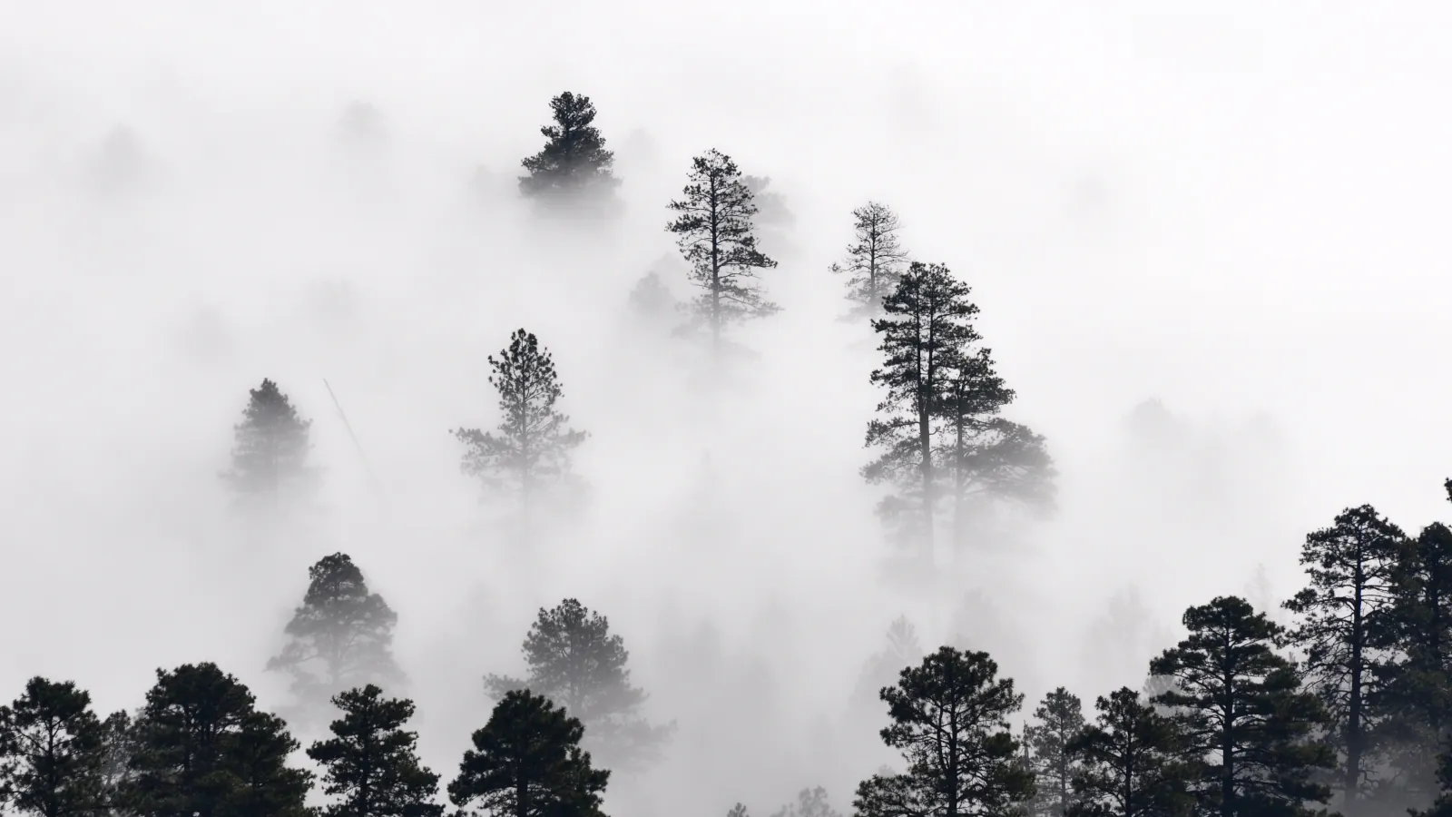 Trees shrouded in mist wallpaper HD 4K for desktop