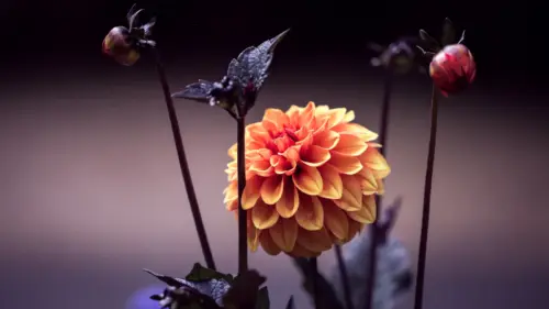Fleur Dahlia orange en gros plan fonds d’écran HD 4K pour ordinateur
