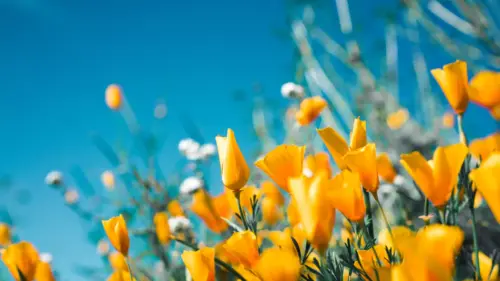 Yellow poppies under a blue sky wallpaper HD 4K for desktop