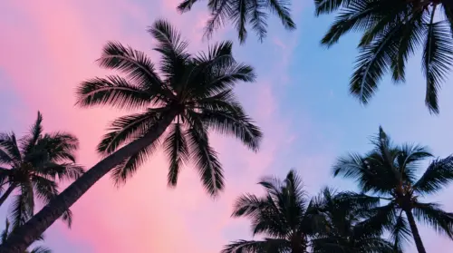 Tropical palm trees under a pink and blue sky