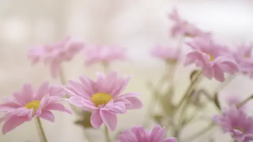 Background of a pink daisy in soft light wallpaper HD 4K for desktop
