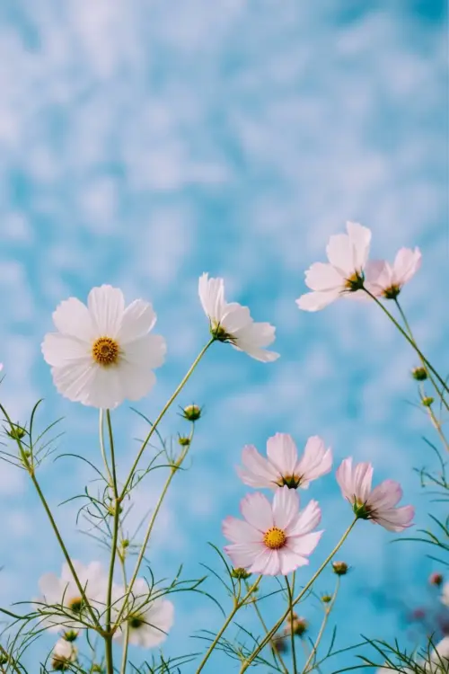 Cosmos flowers under a blue sky